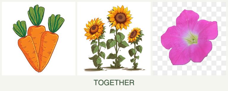 Can you plant carrots, sunflowers and petunias together?