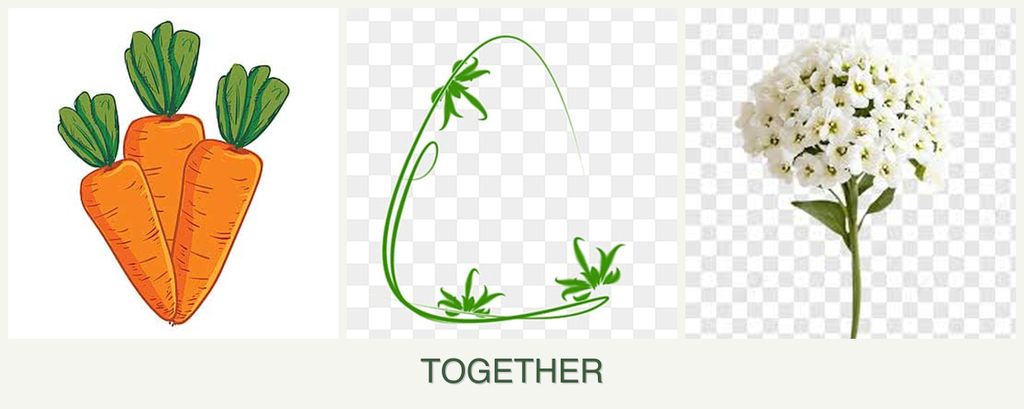 Can you plant carrots, tarragon and alyssum together?