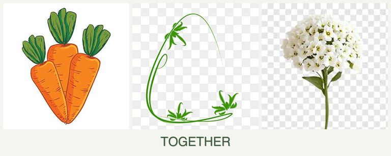 Can you plant carrots, tarragon and alyssum together?