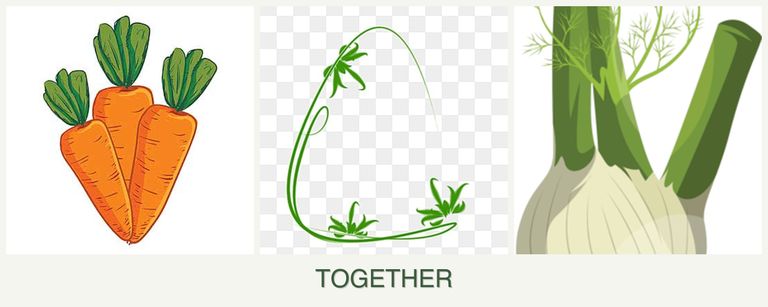 Can you plant carrots, tarragon and fennel together?
