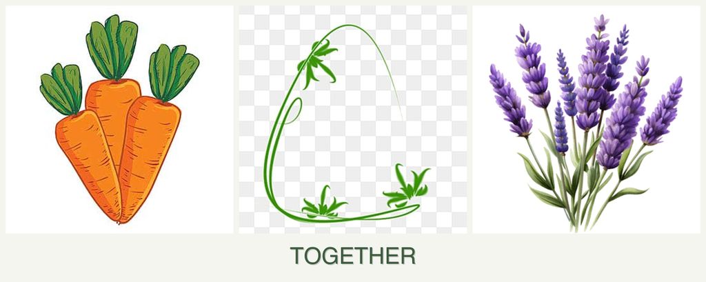 Can you plant carrots, tarragon and lavender together?