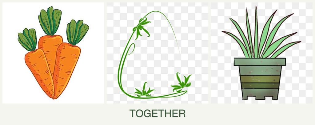 Can you plant carrots, tarragon and lemongrass together?