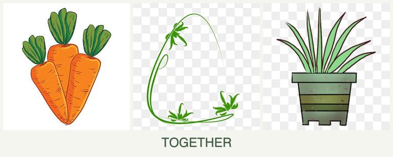 Can you plant carrots, tarragon and lemongrass together?