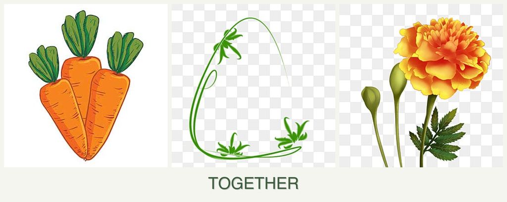 Can you plant carrots, tarragon and marigolds together?