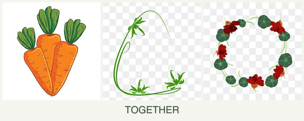 Can you plant carrots, tarragon and nasturtiums together?