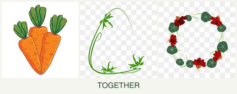 Can you plant carrots, tarragon and nasturtiums together?