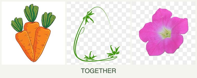 Can you plant carrots, tarragon and petunias together?
