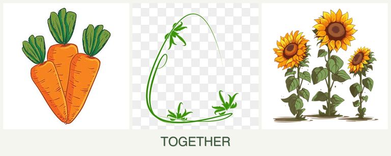 Can you plant carrots, tarragon and sunflowers together?