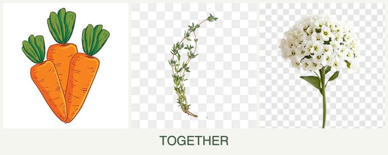 Can you plant carrots, thyme and alyssum together?