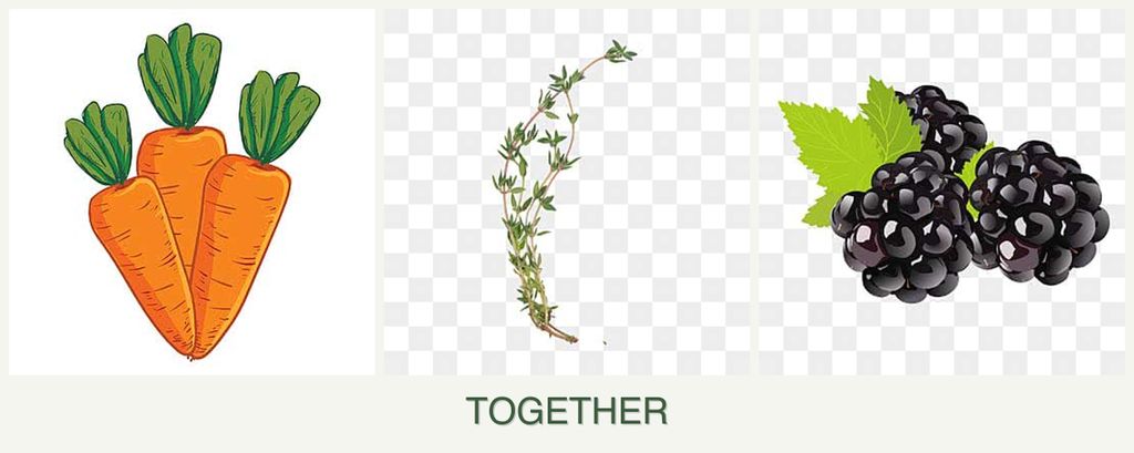 Can you plant carrots, thyme and blackberries together?
