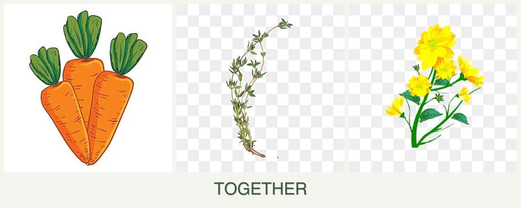 Can you plant carrots, thyme and calendula together?