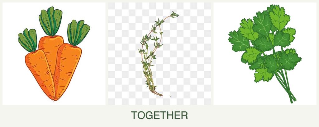 Can you plant carrots, thyme and cilantro together?