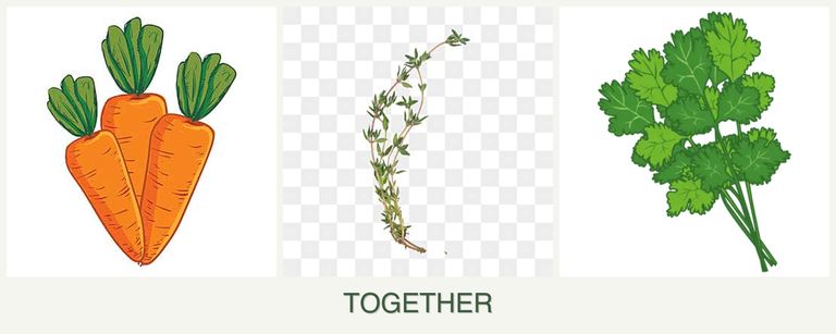 Can you plant carrots, thyme and cilantro together?