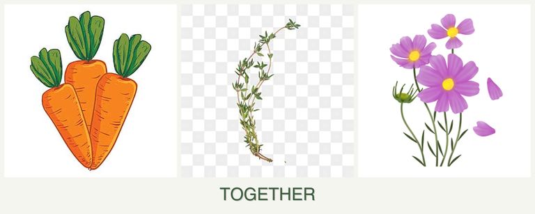 Can you plant carrots, thyme and cosmos together?