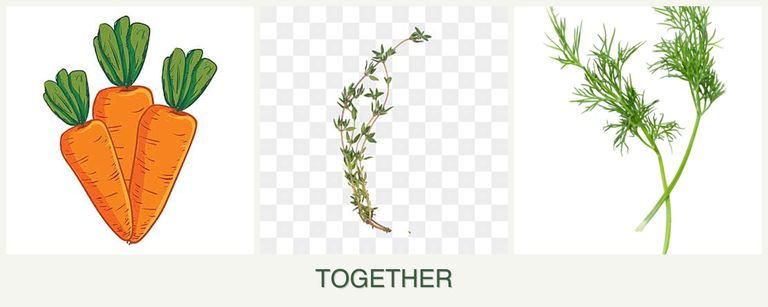 Can you plant carrots, thyme and dill together?