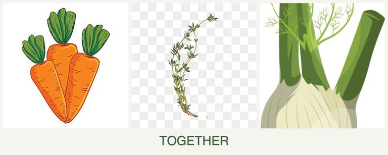Can you plant carrots, thyme and fennel together?