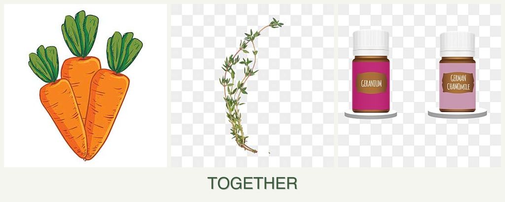 Can you plant carrots, thyme and geraniums together?
