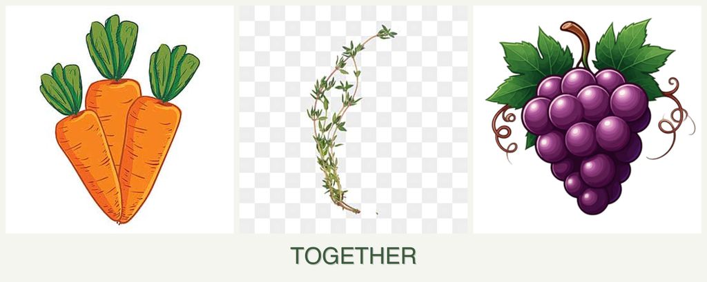 Can you plant carrots, thyme and grapes together?