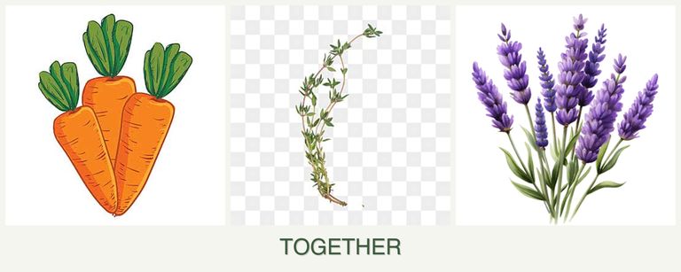 Can you plant carrots, thyme and lavender together?