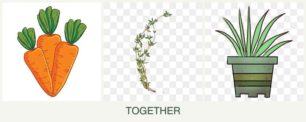 Can you plant carrots, thyme and lemongrass together?