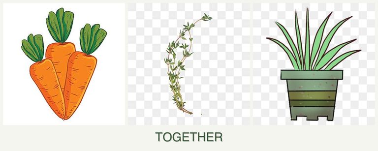 Can you plant carrots, thyme and lemongrass together?