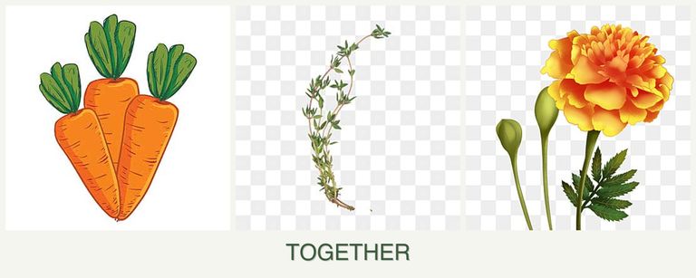 Can you plant carrots, thyme and marigolds together?