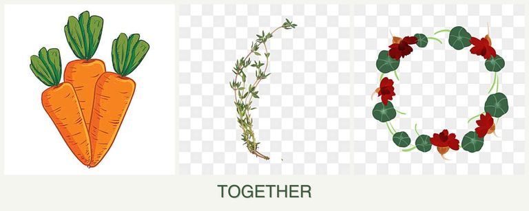Can you plant carrots, thyme and nasturtiums together?