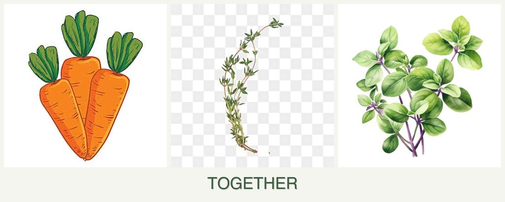 Can you plant carrots, thyme and oregano together?
