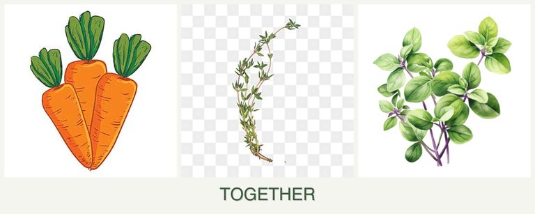 Can you plant carrots, thyme and oregano together?