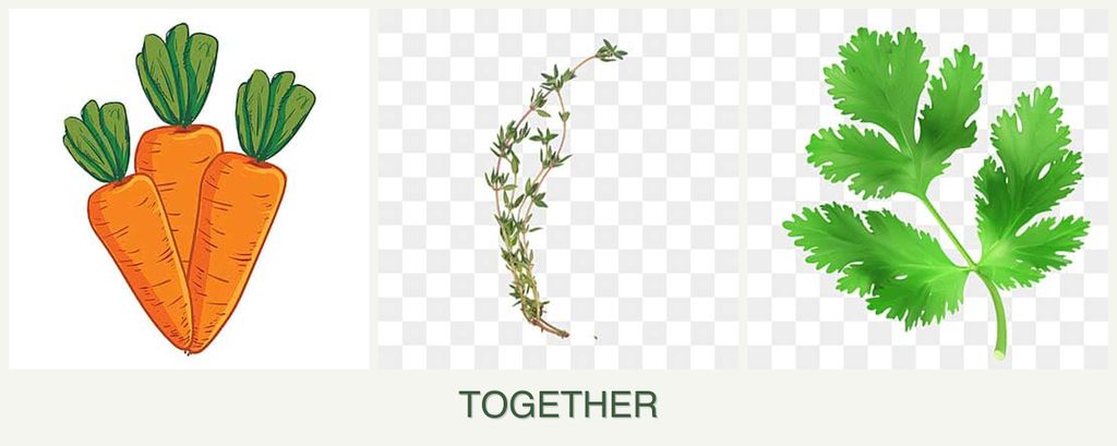 Can you plant carrots, thyme and parsley together?