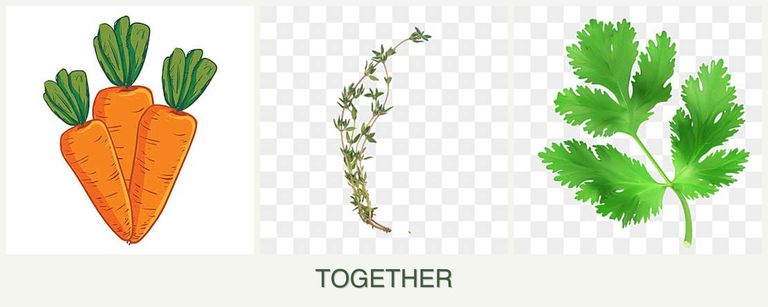 Can you plant carrots, thyme and parsley together?