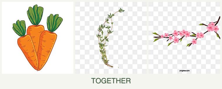 Can you plant carrots, thyme and peaches together?