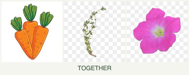 Can you plant carrots, thyme and petunias together?