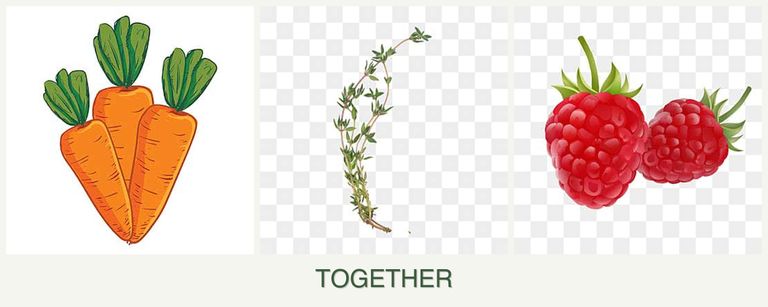 Can you plant carrots, thyme and raspberries together?