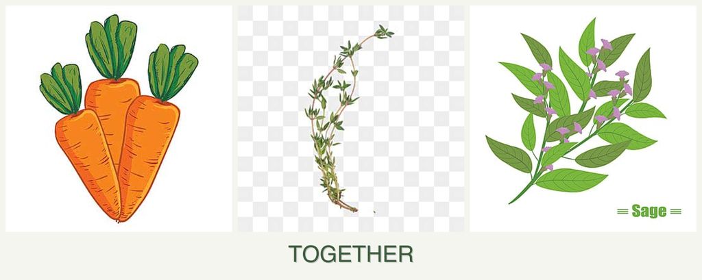 Can you plant carrots, thyme and sage together?