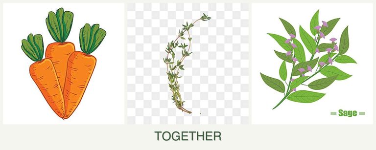 Can you plant carrots, thyme and sage together?