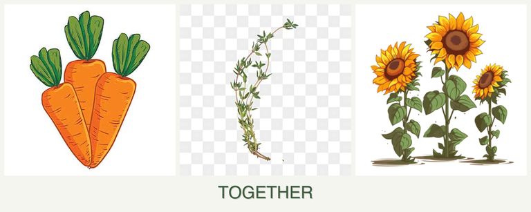 Can you plant carrots, thyme and sunflowers together?