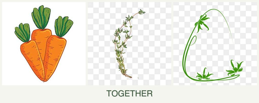 Can you plant carrots, thyme and tarragon together?
