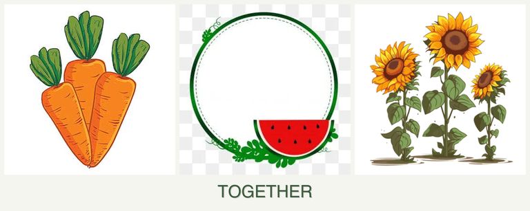 Can you plant carrots, watermelons and sunflowers together?