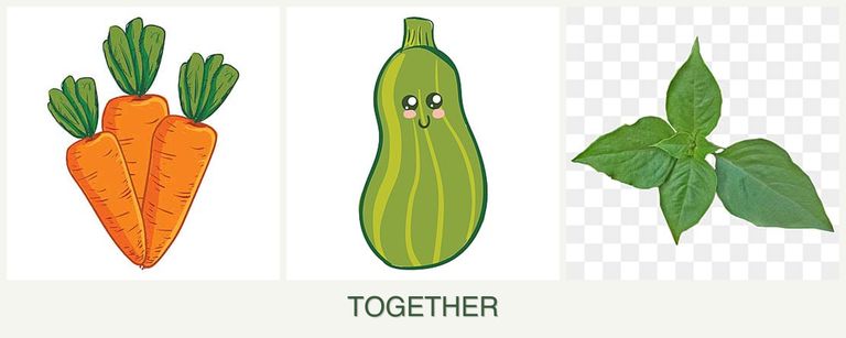 Can you plant carrots, zucchini and basil together?