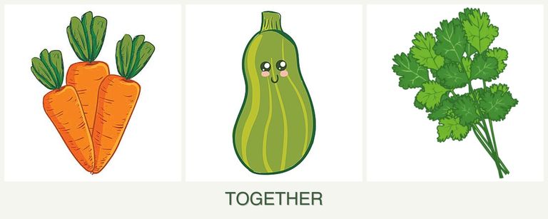 Can you plant carrots, zucchini and cilantro together?