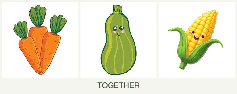 Can you plant carrots, zucchini and corn together?