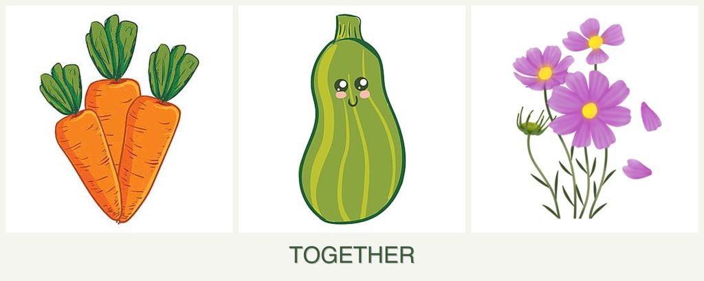 Can you plant carrots, zucchini and cosmos together?
