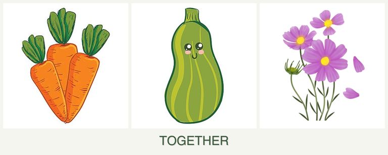 Can you plant carrots, zucchini and cosmos together?