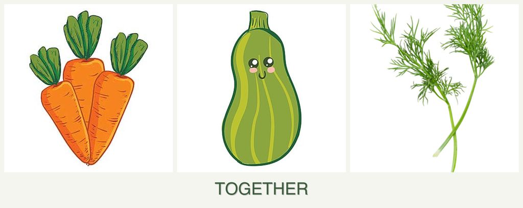 Can you plant carrots, zucchini and dill together?