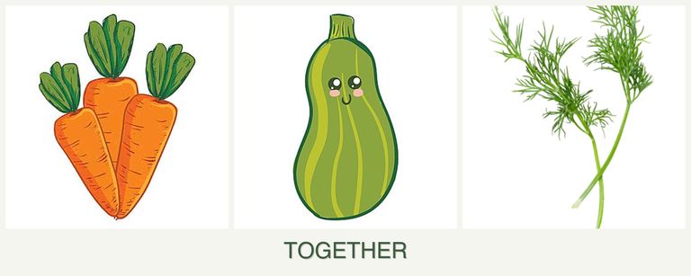 Can you plant carrots, zucchini and dill together?