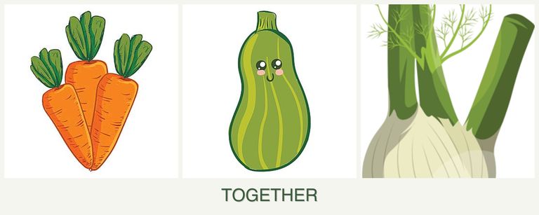 Can you plant carrots, zucchini and fennel together?