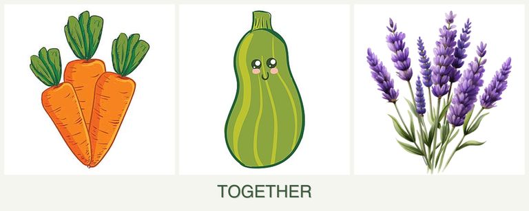 Can you plant carrots, zucchini and lavender together?
