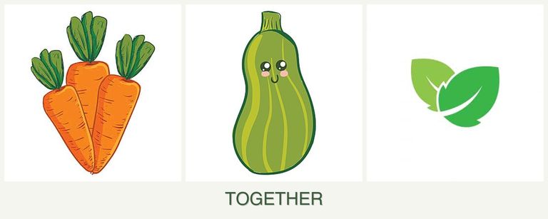Can you plant carrots, zucchini and mint together?