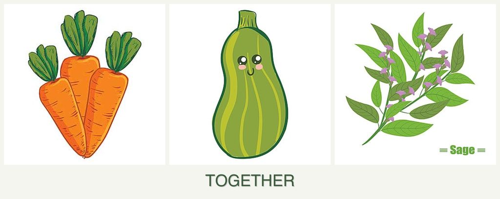 Can you plant carrots, zucchini and sage together?